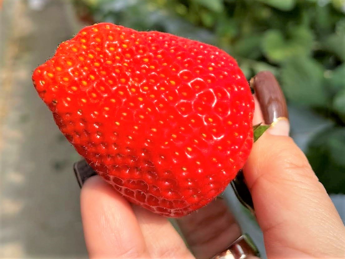 STRAWBERRY